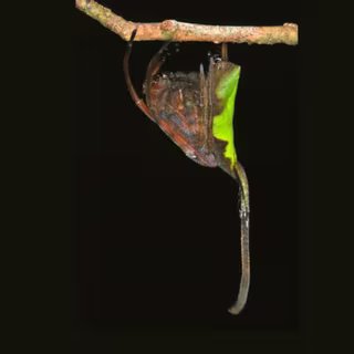 L’illusion est parfaite : immobile en pleine journée, ce « morceau de feuille » n’est autre qu’un prédateur habilement camouflé. © Bernard DUPONT via Wikimedia Commons